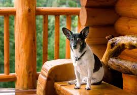 pet friendly cabins smoky mountains